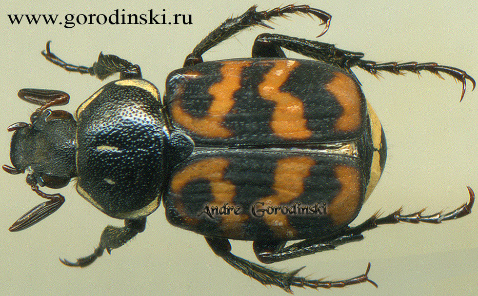 http://www.gorodinski.ru/cetoniidae/Paratrichius sp.2.jpg